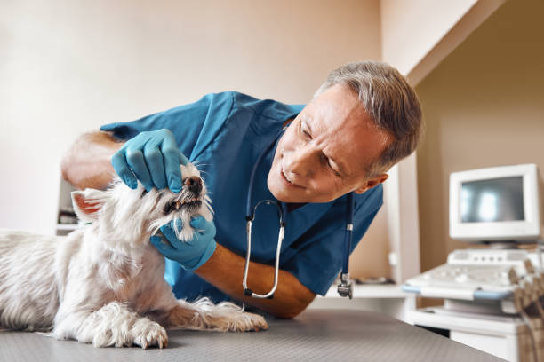 Best Weekend Emergency Dentist in Whitmore Lake, MI